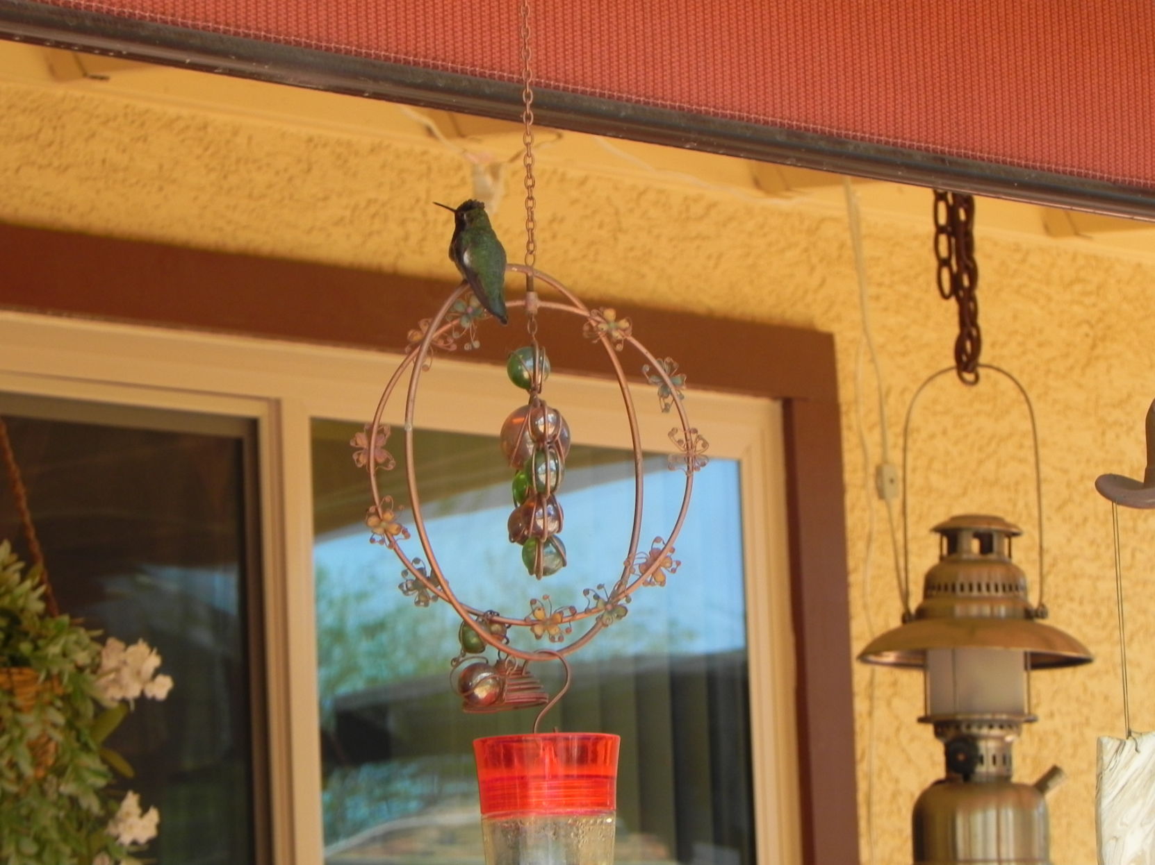 Hummingbirds from backyards and beyond